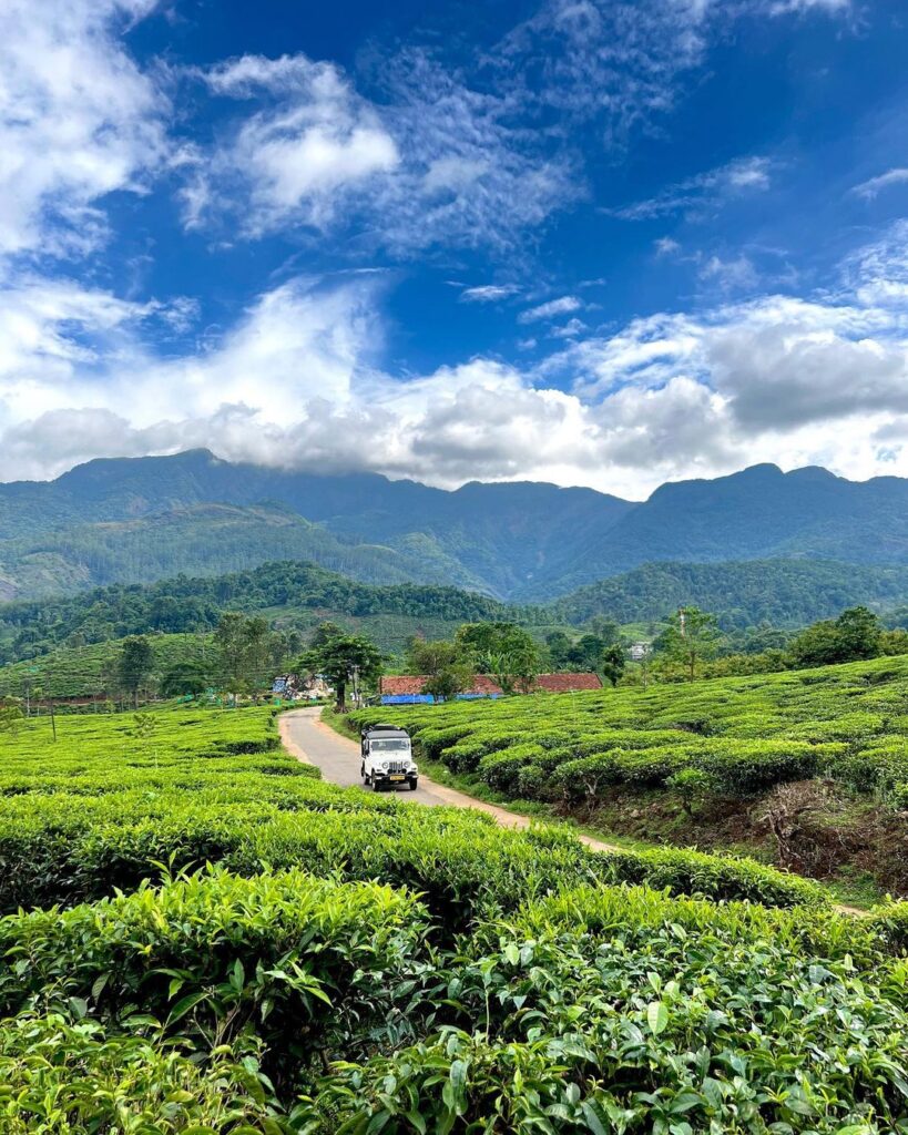 Rippon tea