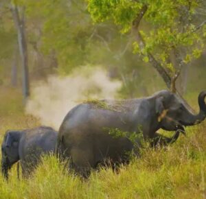 Wayanad Tourist Places